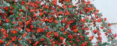 COTONEASTER franchetii 01