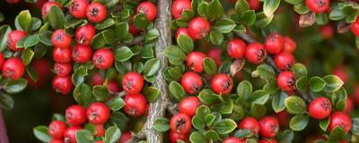 COTONEASTER horizontalis 01