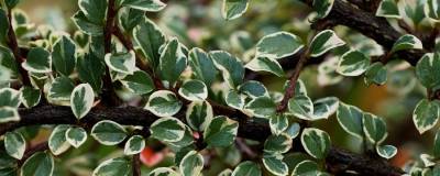 COTONEASTER horizontalis 'VARIEGATUS' 01