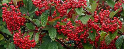 COTONEASTER lacteus 01