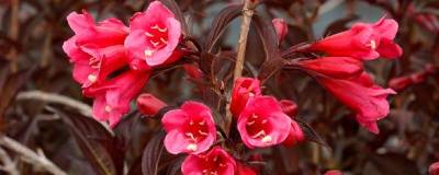 WEIGELA florida 'ALEXANDRA' cov 01