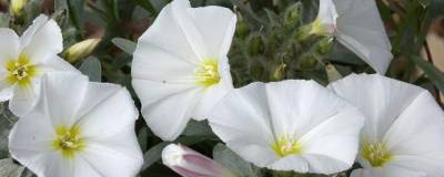 CONVOLVULUS cneorum 01