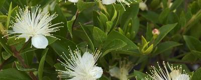 MYRTUS communis ssp.tarentina 01