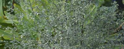 PITTOSPORUM tenuifolium 'GREEN ELF' 01