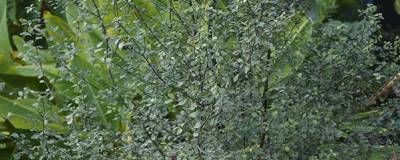 PITTOSPORUM tenuifolium 'GREEN ELF' 01