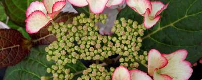 HYDRANGEA macrophylla DOLCE (R) KISS 'Dolkis' cov 01