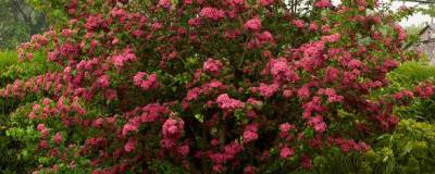 CRATAEGUS laevigata 'PAUL'S SCARLET' 01