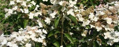 HYDRANGEA paniculata PRIM' WHITE (R) 'Dolprim' cov 01