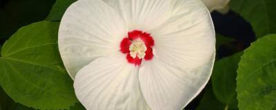 HIBISCUS moscheutos BLANC (DISCO BELLE) 01