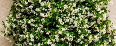 TRACHELOSPERMUM jasminoides 01