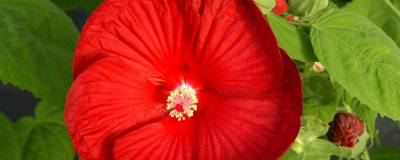 HIBISCUS moscheutos ROUGE (DISCO BELLE) 01