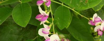 LESPEDEZA thunbergii 'EDO SHIBORI' 01