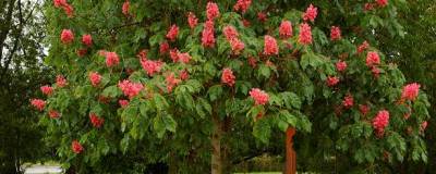 AESCULUS x carnea 'BRIOTII' 01