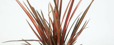 PHORMIUM cookianum 'FLAMINGO' 01