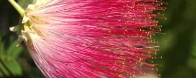 ALBIZIA julibrissin 'ROUGE SELECTION' 01