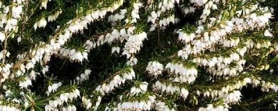 ERICA x darleyensis 'WHITE PERFECTION' 01