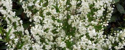 DEUTZIA gracilis 01