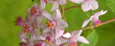 DEUTZIA x hybrida 'MONT ROSE' 01