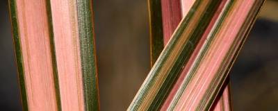 PHORMIUM 'RAINBOW SUNRISE' 01