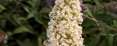 BUDDLEJA davidii REVE DE PAPILLON (R) WHITE 'Minpap2' 01