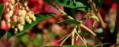 ARBUTUS unedo ROSELILY (R) 'Minlily' cov 01