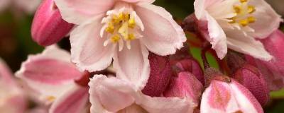 DEUTZIA x rosea 'CARMINEA' 01