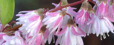 DEUTZIA scabra 'PLENA' 01