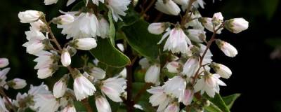 DEUTZIA scabra 'PRIDE OF ROCHESTER' 01