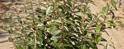 ELAEAGNUS x ebbingei 01