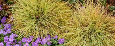 FESTUCA glauca 'GOLDEN TOUPEE' 01