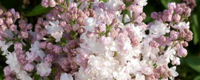 SYRINGA vulgaris 'BELLE DE MOSCOU' 01