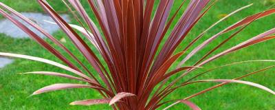 CORDYLINE australis 'RED STAR' 01