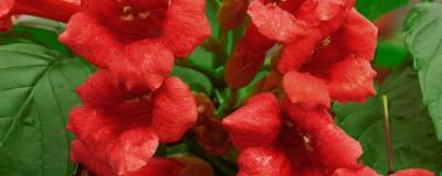 CAMPSIS radicans 'STROMBOLI' 01