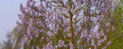 PAULOWNIA fortunei FAST BLUE (R) 'Minfast' 01