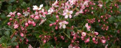 ESCALLONIA 'APPLE BLOSSOM' 01