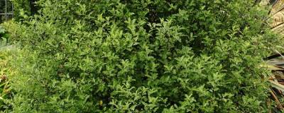 PITTOSPORUM tenuifolium 01