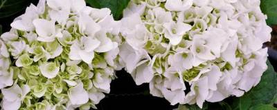 HYDRANGEA macrophylla 'IMMACULATA' 01