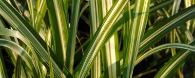 MISCANTHUS sinensis var.condensatus 'CABARET' 01