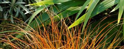 CAREX testacea 01