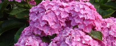 HYDRANGEA macrophylla 'BENELUX' (ROSE) 01