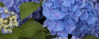 HYDRANGEA macrophylla 'BENELUX' (BLEU) 01