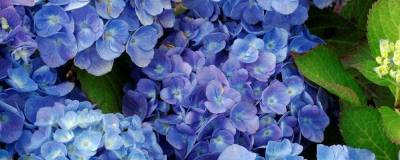 HYDRANGEA macrophylla 'BODENSEE' 01