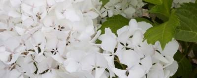 HYDRANGEA macrophylla 'SOEUR THERESE' 01