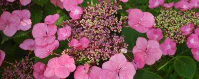 HYDRANGEA macrophylla 'MOUSMEE' 01