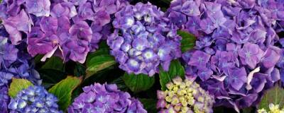 HYDRANGEA macrophylla 'MATHILDA GUTGES' 01