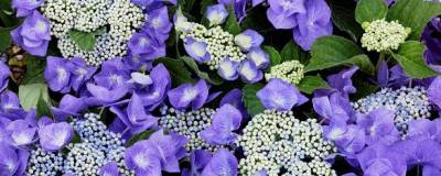 HYDRANGEA macrophylla 'BLAUMEISE' 01