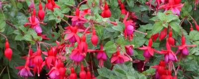 FUCHSIA 'TOM POUCE' 01