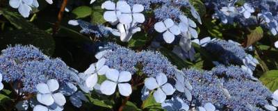 HYDRANGEA serrata 'BLUE BIRD' 01