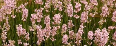 LAVANDULA angustifolia 'LODDON PINK' 01