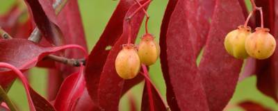 EUONYMUS grandiflorus 'RED WINE' 01